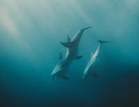 Dolphin Image