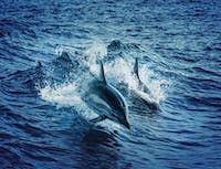 Dolphin Image