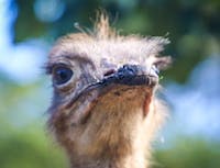 Ostrich Image