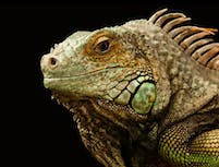Chameleon Image